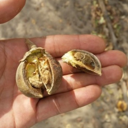 African Bubblegum Fruit