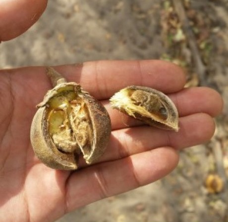 African Bubblegum Fruit