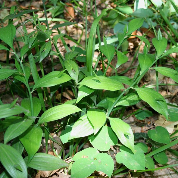 Ruscus hypoglossum