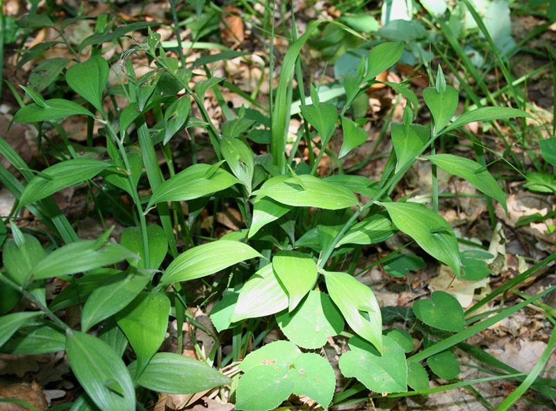 Ruscus hypoglossum