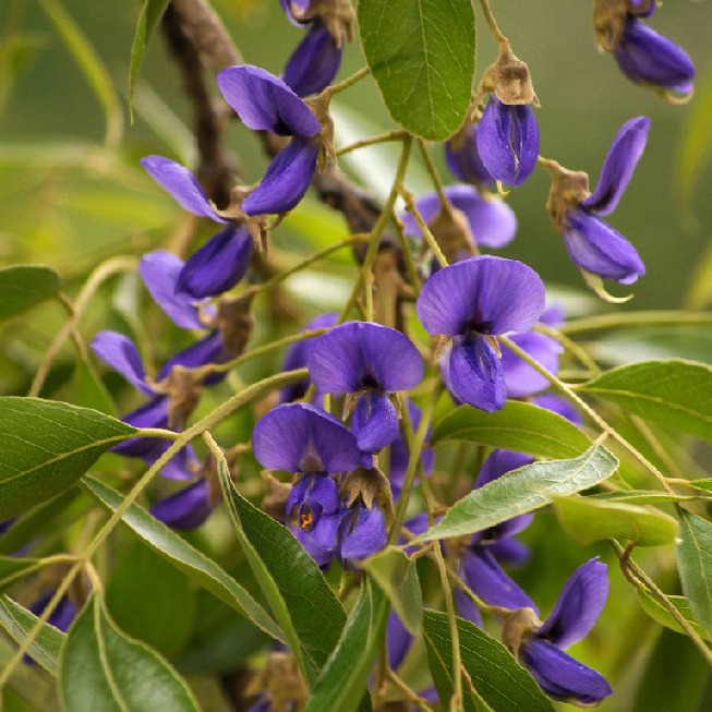 African Wisteria Tree