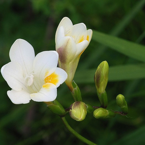 Freesia Alba