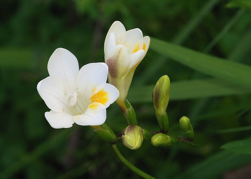 Freesia Alba