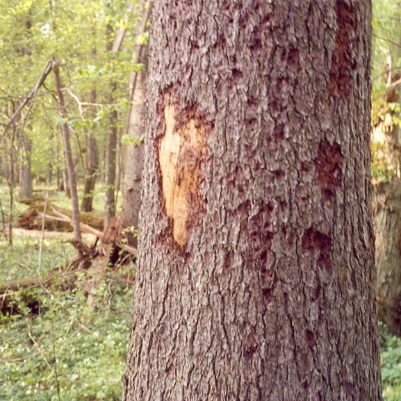 bark beetle tree damage