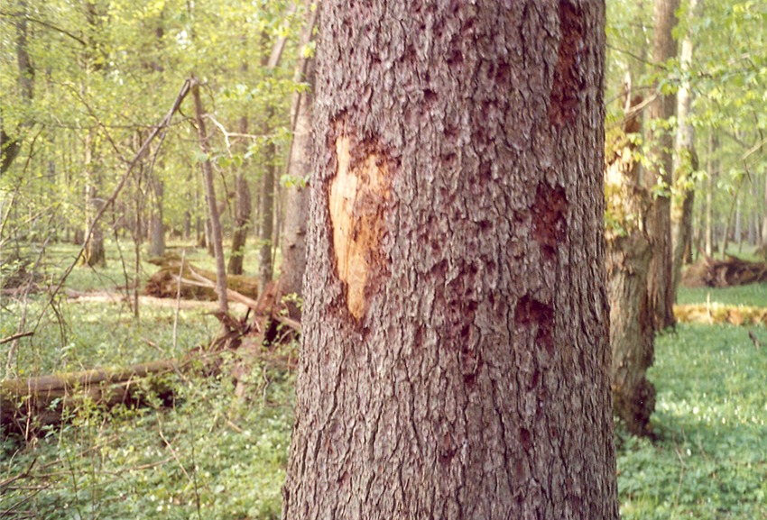 bark beetle tree damage