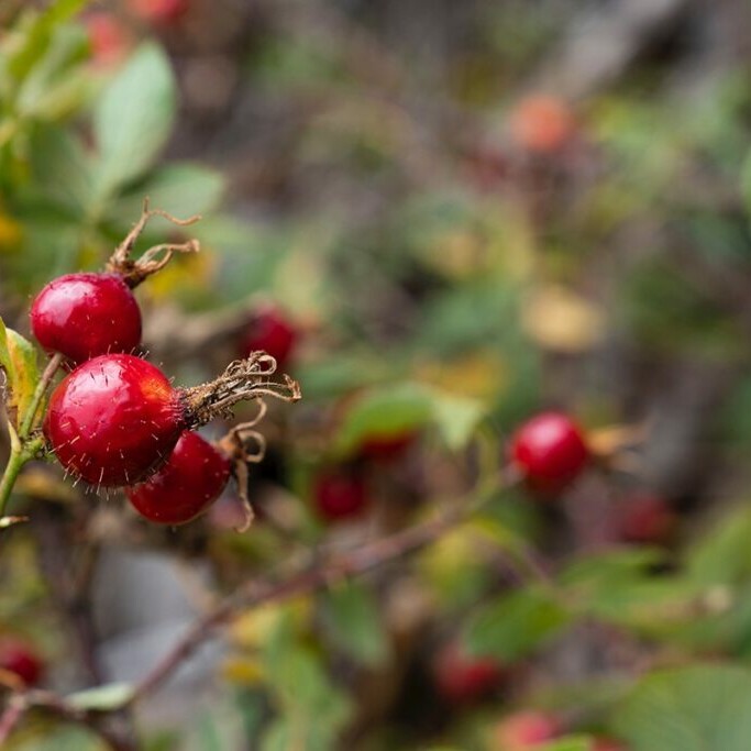 rose hips