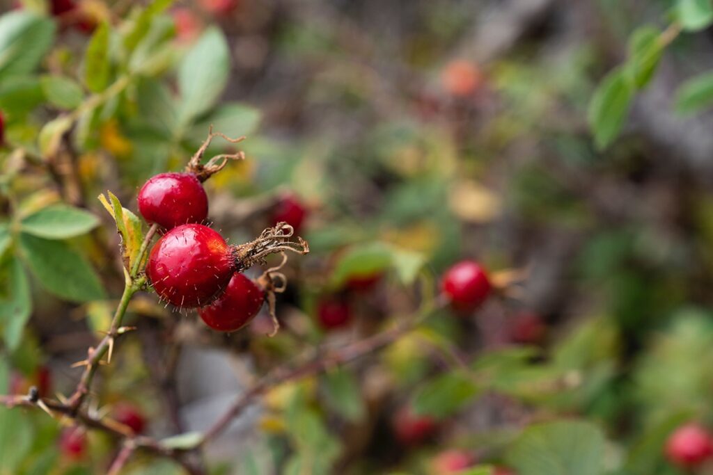 rose hips