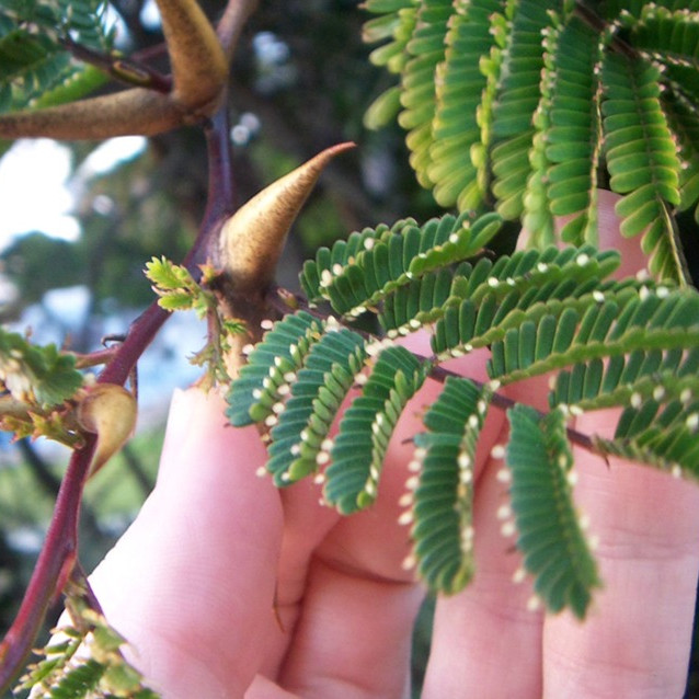 bullhorn acacia