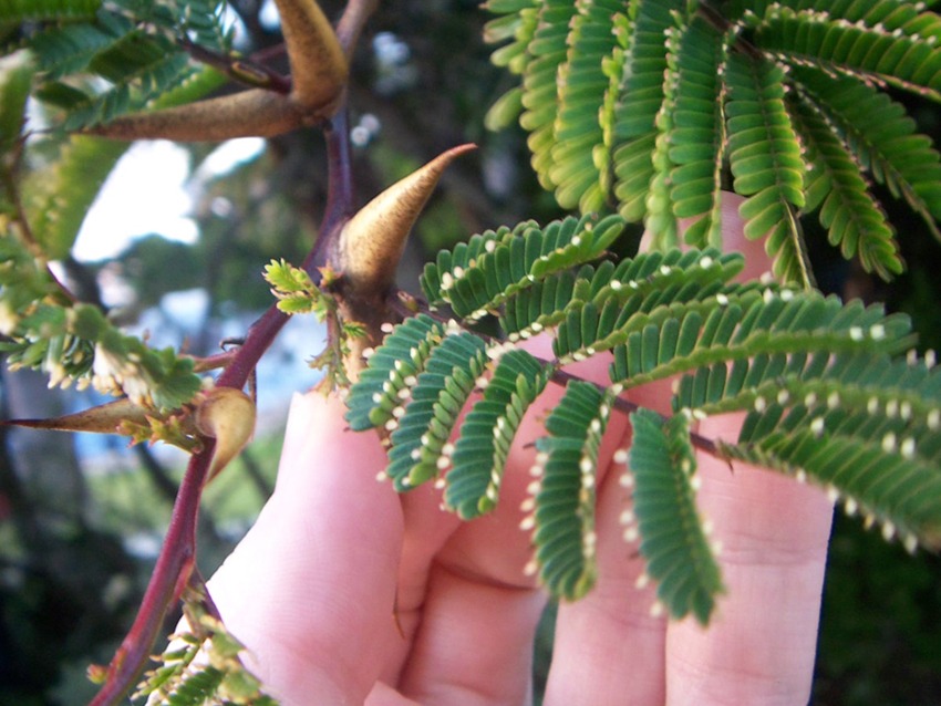 bullhorn acacia