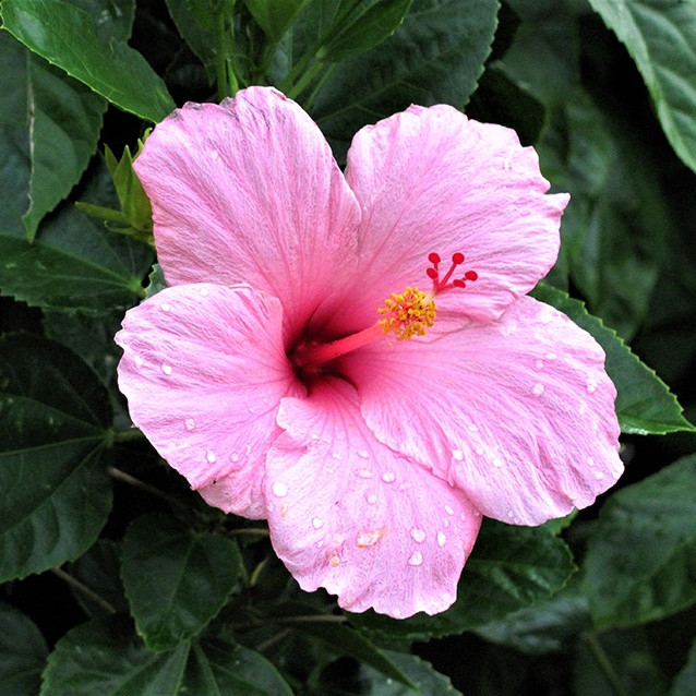 hibiscus