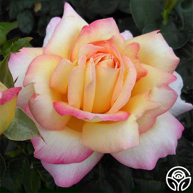 hybrid tea roses