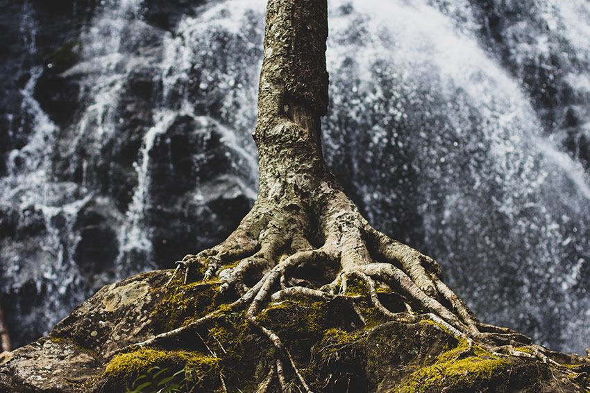 tree roots on rock