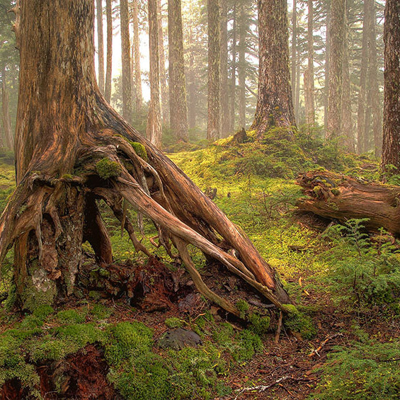 Tree Roots