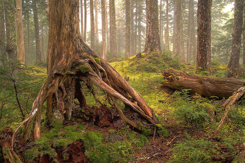 Tree Roots