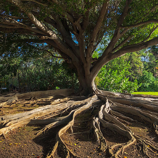 unusual tree roots