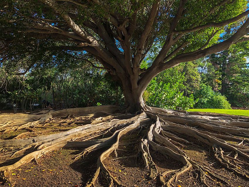 unusual tree roots