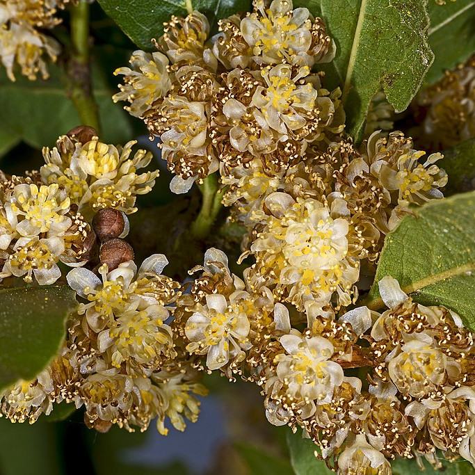 Laurus nobilis MHNT Fleurs