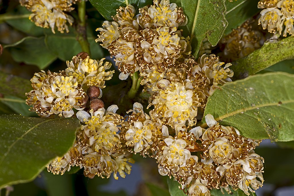 Laurus nobilis MHNT Fleurs