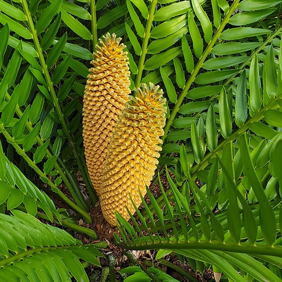 ancient cycad