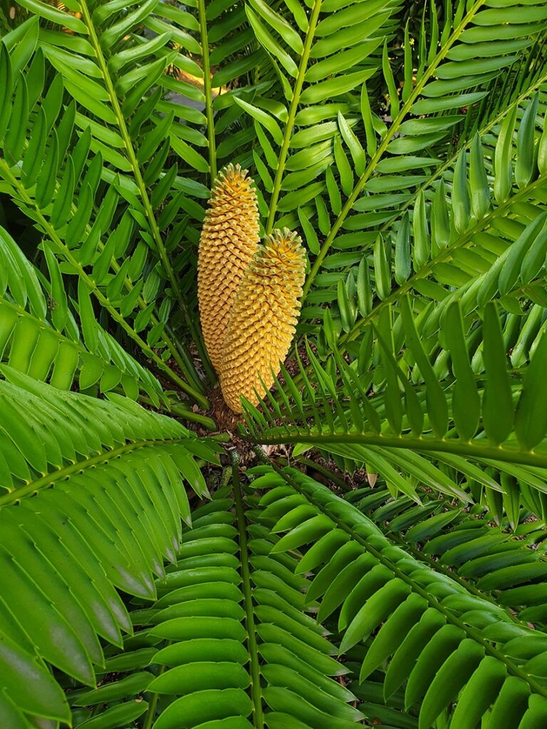 ancient cycad