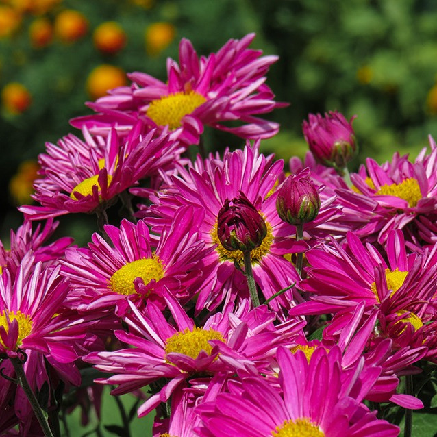 Classes of Chrysanthemums