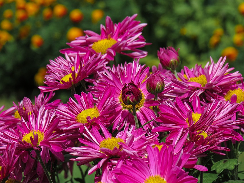 Classes of Chrysanthemums