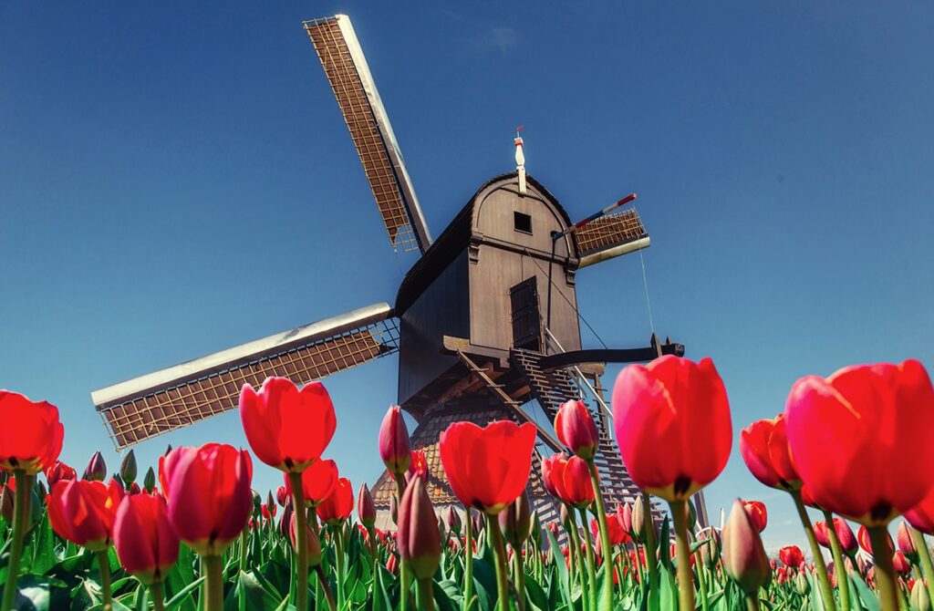 Windmill and Flowers Garden America