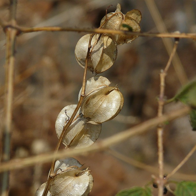 shoo fly plant