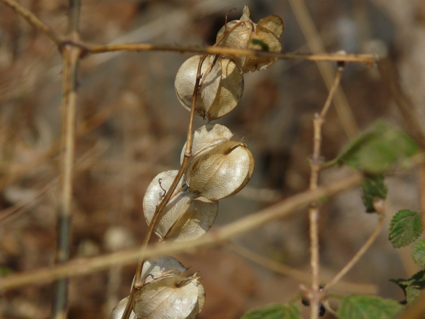 shoo fly plant