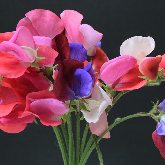 sweet peas