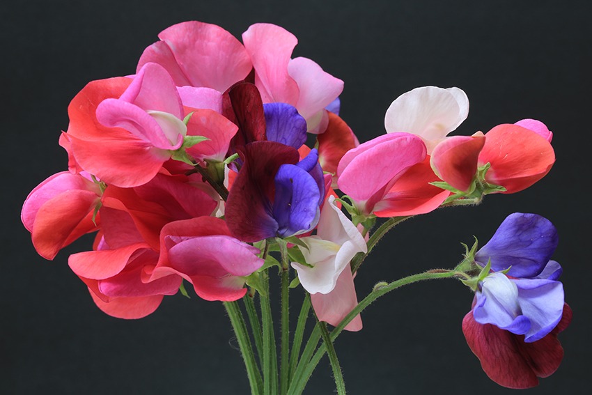 sweet peas