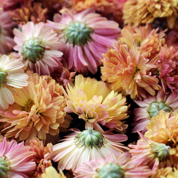 types of chrysanthemums