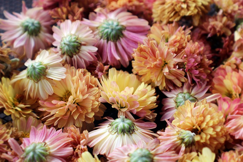 types of chrysanthemums