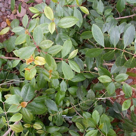 Catha Edulis Khat