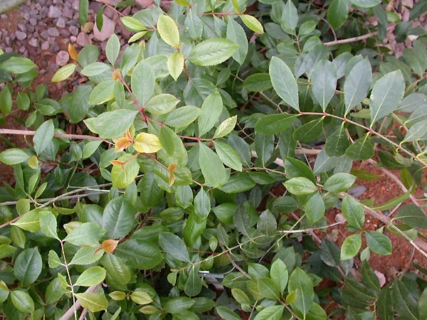 Catha Edulis Khat