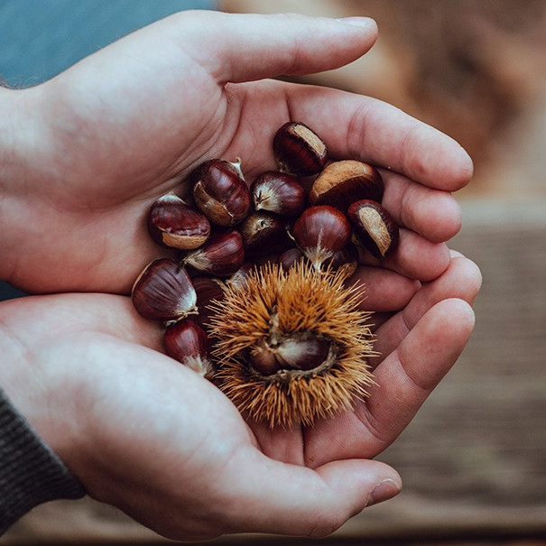 chestnuts