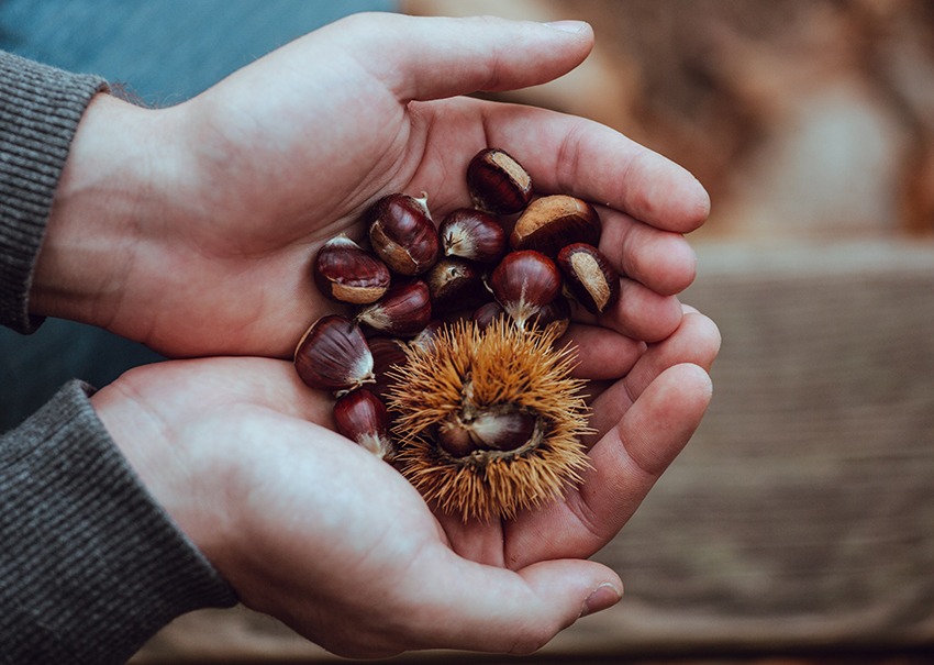 chestnuts