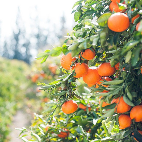 fruit trees