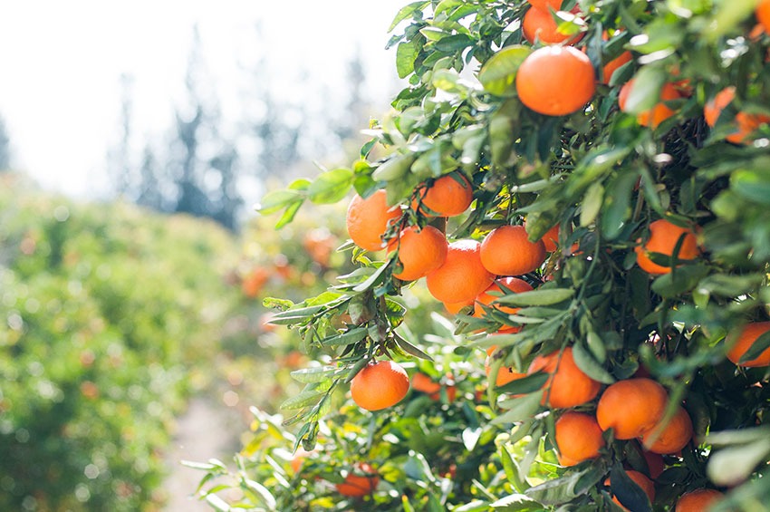 fruit trees