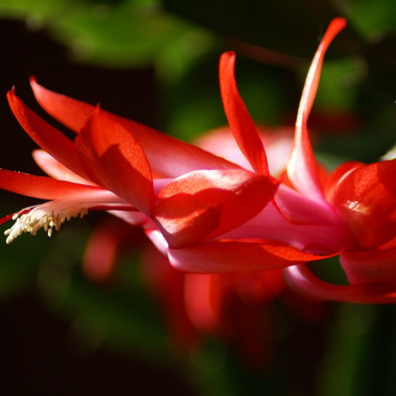 Schlumbergera truncata