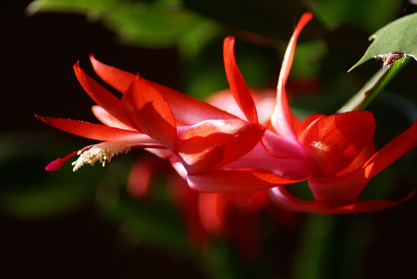 Schlumbergera truncata