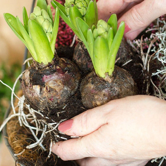 Flower Bulbs