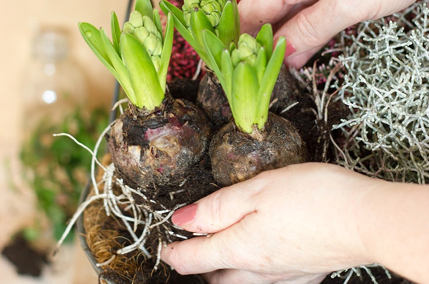 Flower Bulbs