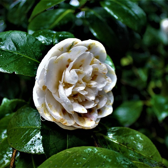 camellias flowers