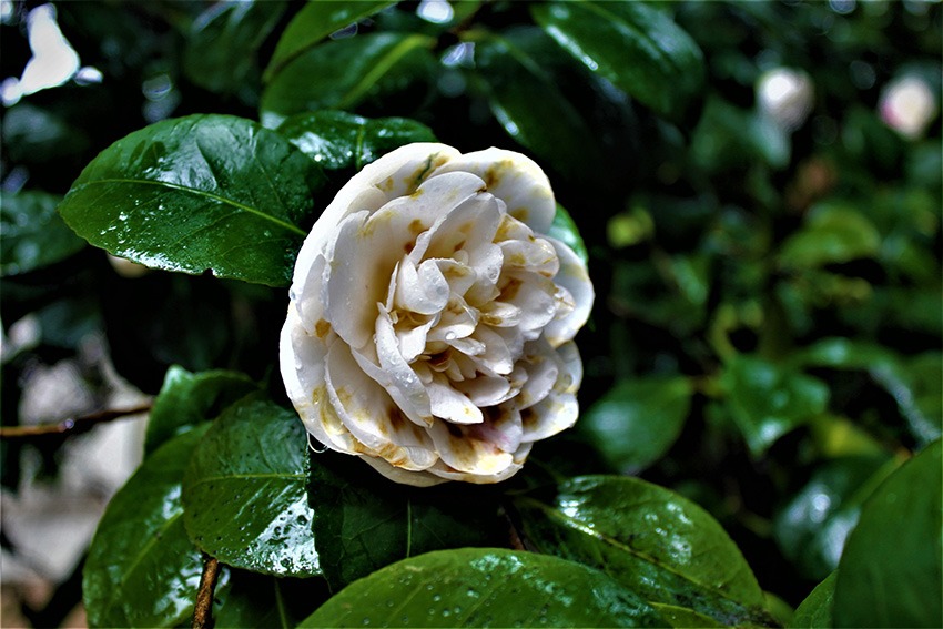 camellias flowers