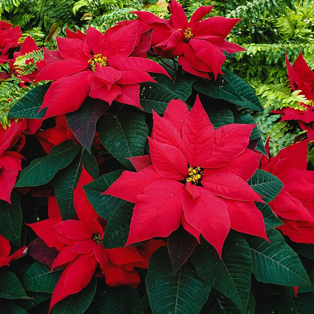 poinsettia care