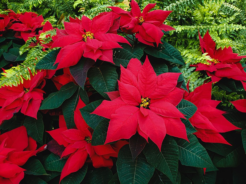 poinsettia care