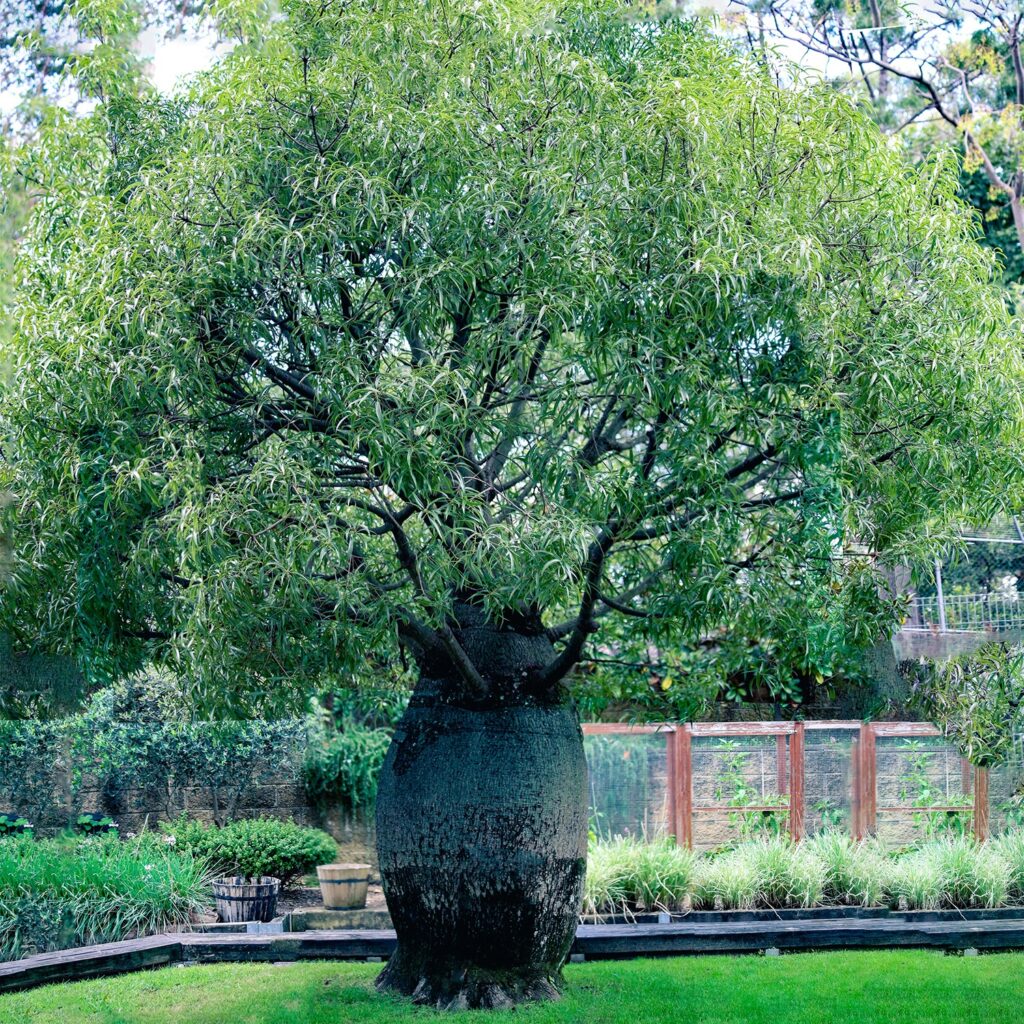 bottle tree