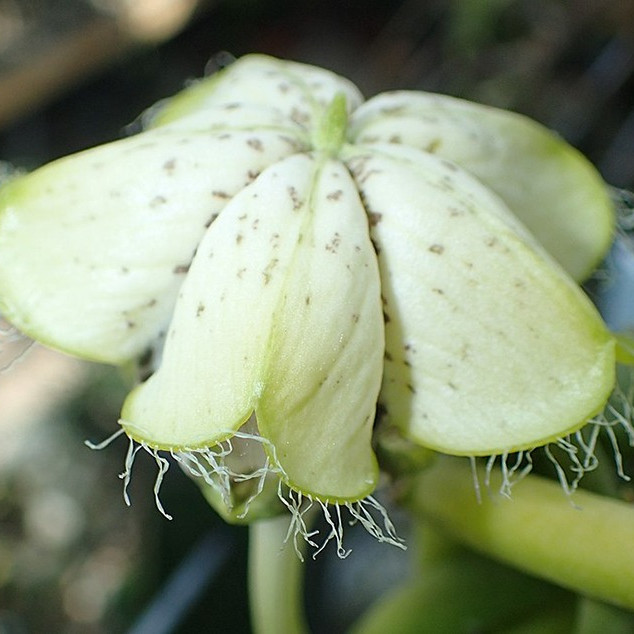 ceropegia sandersonii