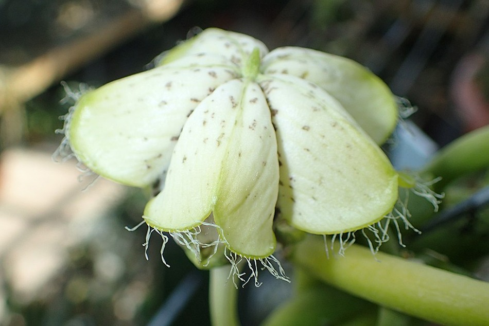 ceropegia sandersonii